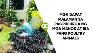 pagpupurga sa 3 month old na manok|Dapat ko bang i.